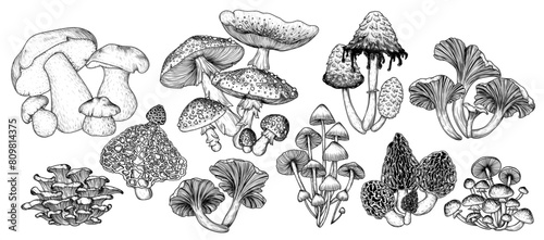 Vector set of 10 illustrations of forest edible and poisonous mushrooms. Fly agaric, porcini mushroom, chanterelles, honey mushrooms, morel, bamboo, common bonnet , Coprinus comatus, oyster mushrooms photo