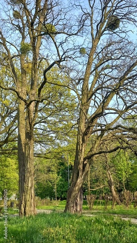 trees in the park