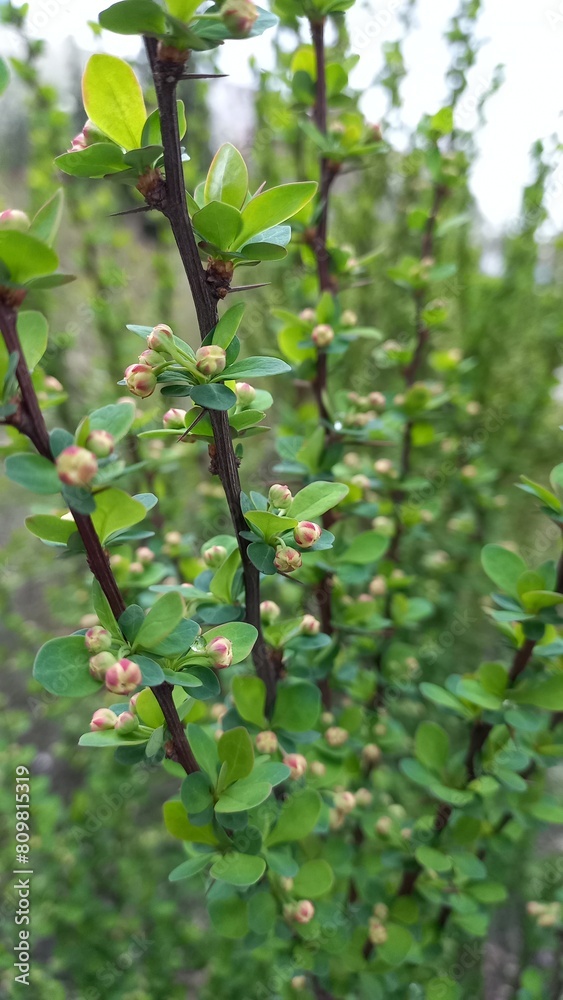 Fototapeta premium barberry bush 