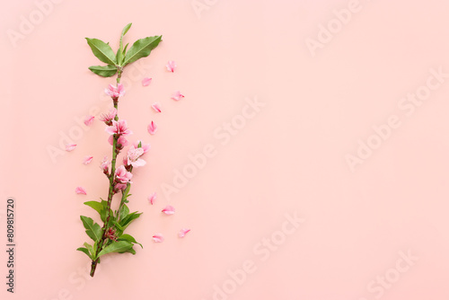image of spring cherry blossoms tree over pink pastel background photo