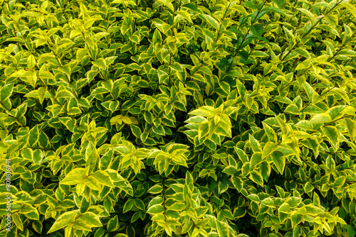 Ligustrum ovalifolium Aureum 'Golden Privet'. Colorful Plants for Gold Hedge