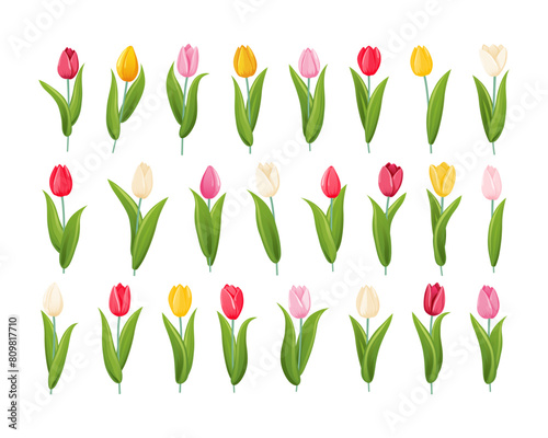 A set of tulips of different colors and shapes. Tulip flower with stem and leaves. A bulbous spring flowering plant of the lily family with bright, cup shaped flowers.