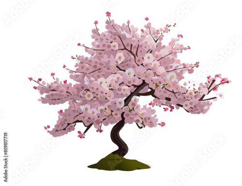 cherry blossom tree