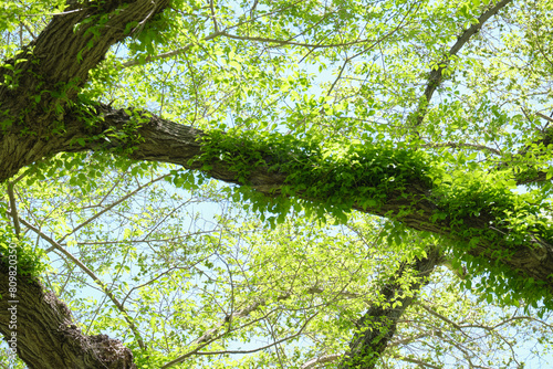 ノニレ（マンシュウニレ）の枝に絡みつくツタ / Ivy twining around the branches of a Siberian elm