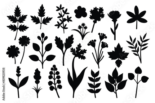 Doodle Herbs Vectors illustration