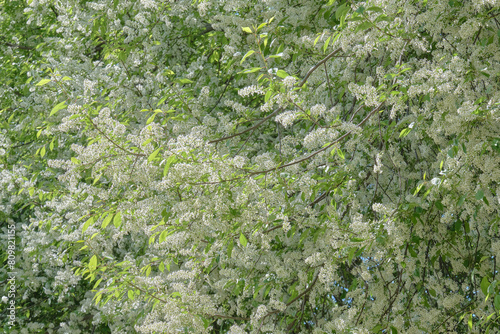 満開のエゾノウワミズザクラ / Padus avium in full bloom photo