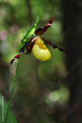 Single flowering spring ephemeral yellow lady's slipper perennial Cypripedium parviflorum