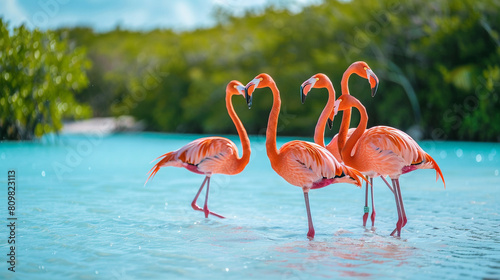 Flamingos Wading in Shallow Waters