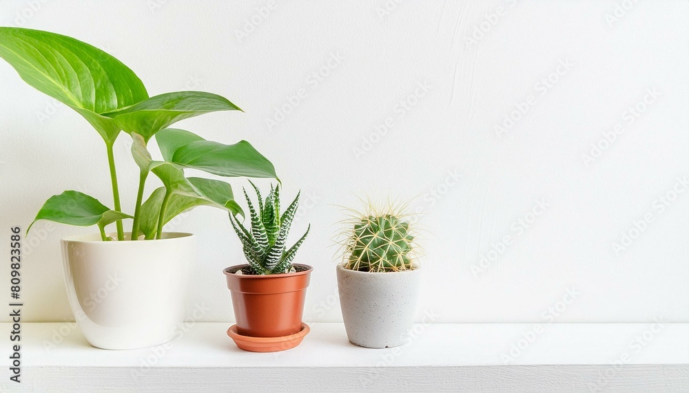 3 of various houseplants displayed in ceramic pots with white background Potted exotic house