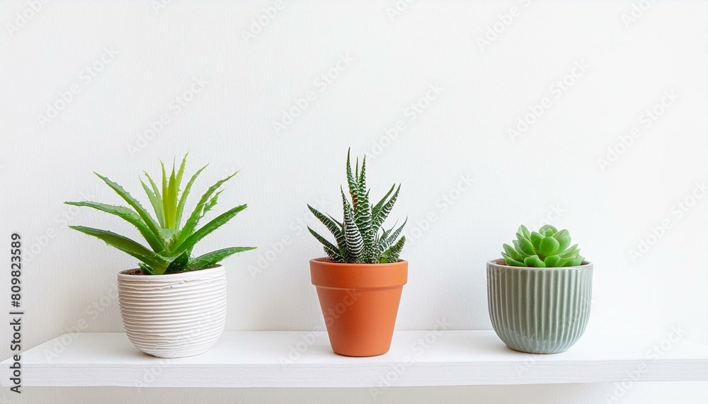 Fototapeta premium 3 of various houseplants displayed in ceramic pots with white background Potted exotic house