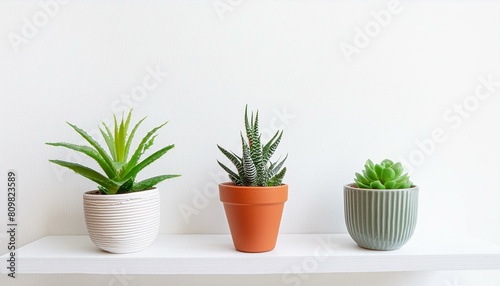3 of various houseplants displayed in ceramic pots with white background Potted exotic house