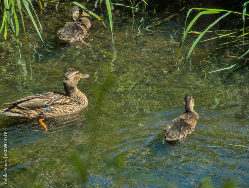 Adorable ducks, ducklings close up swimming in river relaxing during sunny warm summer day in sun light