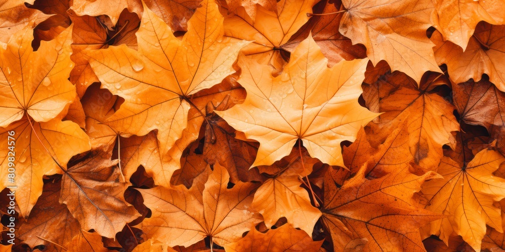 Autumn leaves background. Autumn leaves background.