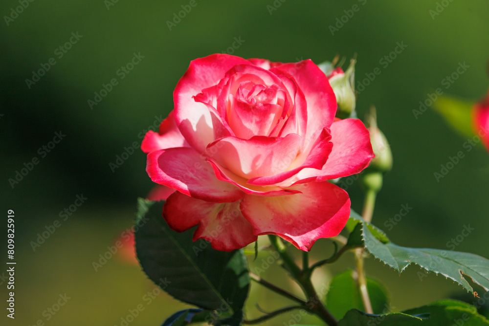 Naklejka premium 赤いバラ（グラデーション）