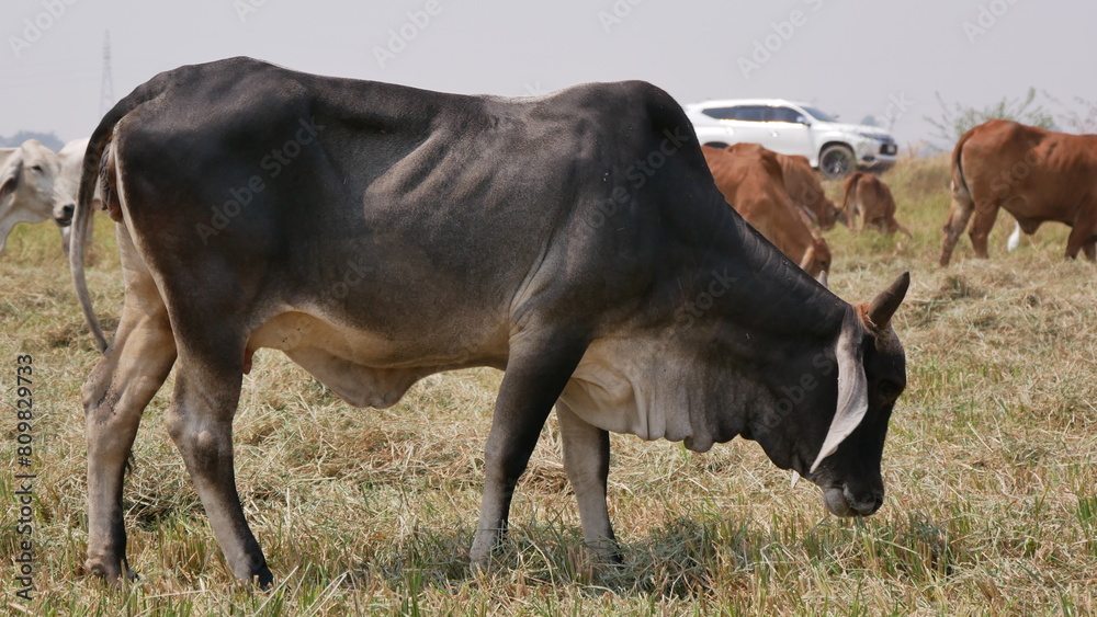 Capturing cows grazing on lush green grass, these captivating images are perfect for nature enthusiasts and those who appreciate rural life. Capturing cows grazing on lush green grass, these captivating images are perfect for nature enthusiasts and those who appreciate rural life.