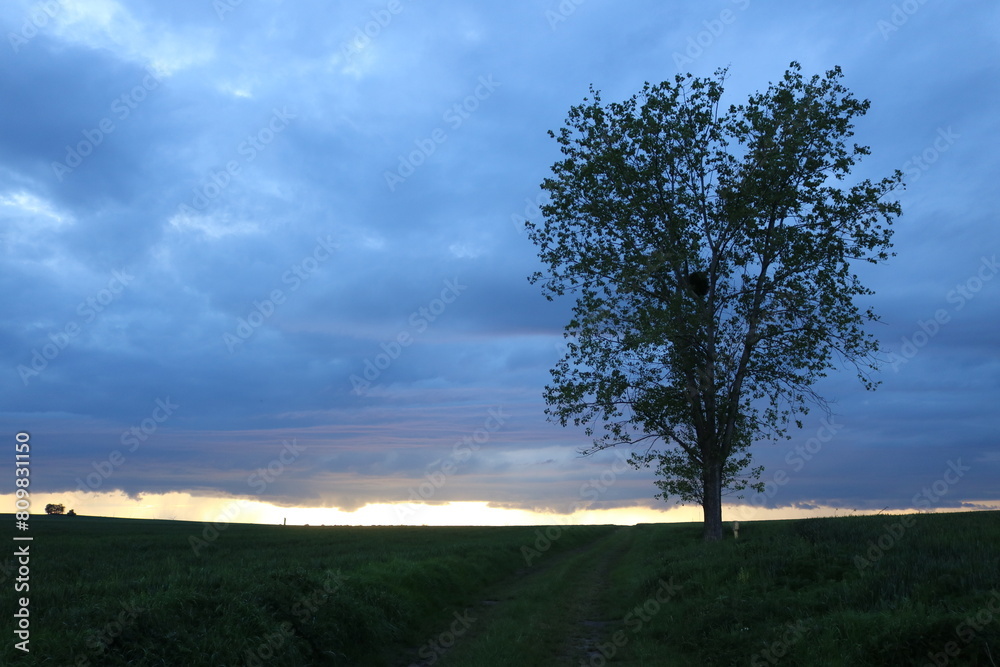Obraz premium tree in the field
