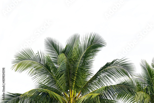 Coconut leaves isolated on white background photo