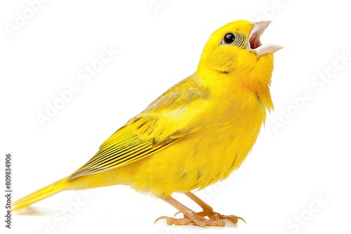 A canary singing, vibrant yellow color, isolated on a white background © Nisit