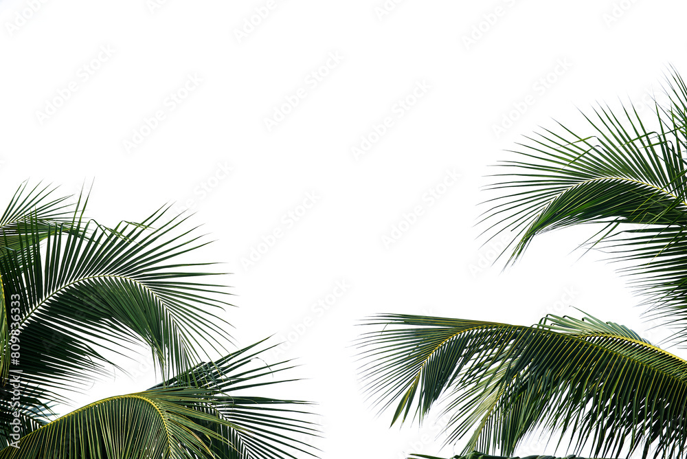 Fototapeta premium Coconut leaves isolated on white background : copy space