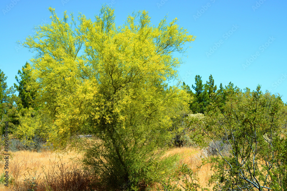 Palo Verde Tree, Sonora Desert, Spring and in bloom Palo Verde Tree, Sonora Desert, Spring and in bloom