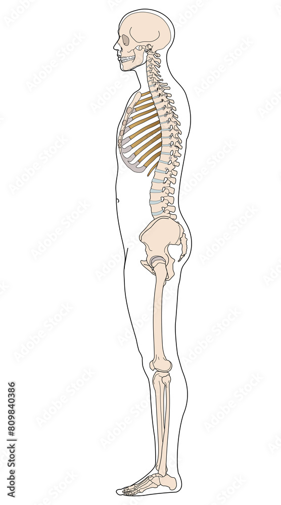 human body human body