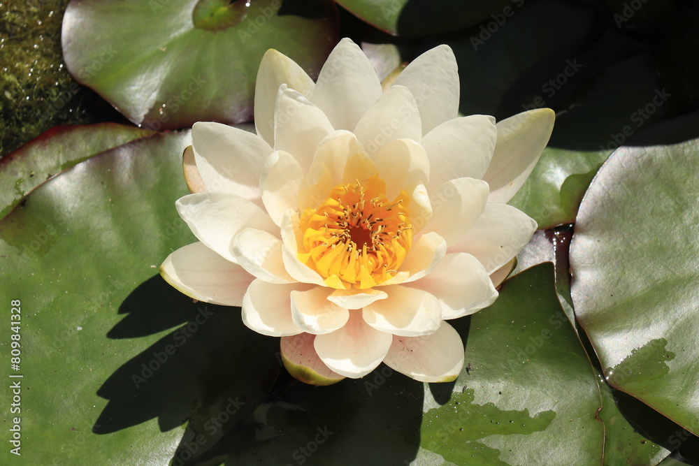 White water lily floating in a sunlit pond White water lily floating in a sunlit pond