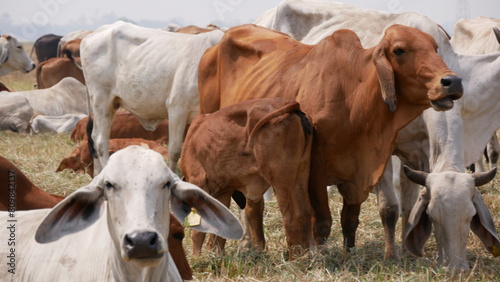 Capturing the majestic sight of a large cow grazing in the lush fields, our photographs evoke the serene beauty of rural life.