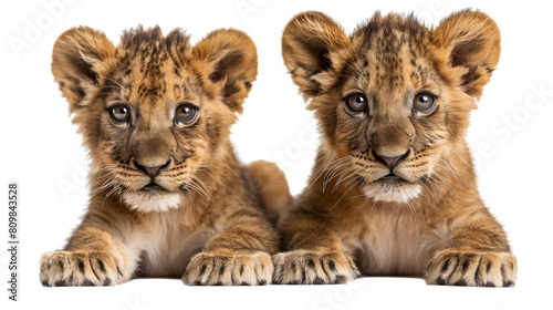 Two Young Lion Cubs Sitting Together