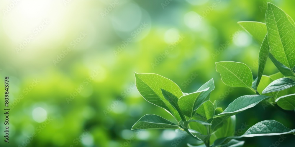 Obraz premium Fresh Leaves With Veins And Sunlight, Plant Life Concept. Growth And Vitality. Generative AI
