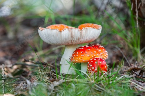 verschieden grosse Fliegenpilze im Wald