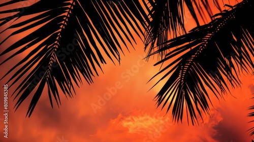 The silhouette of a palm trees leaves against the sunset sky creates a stunning landscape. This closeup view highlights the beauty of this terrestrial plant in the Arecales order AIG50