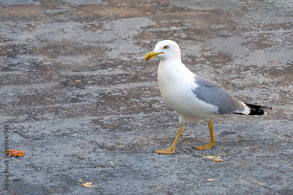  yellow-legged gull (Larus michahellis) on the ground , looking for food. selective focus