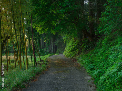 The road to a forest rich in nature