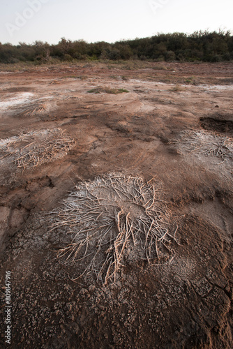 Semi desert environment landcape, La Pampa province, Patagonia, Argentina. photo