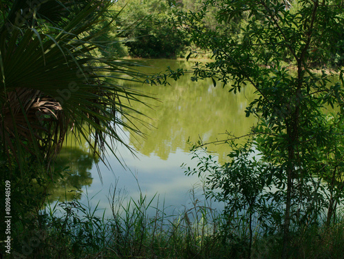 Framed View between trees out towards a small green pond with reflections of the trees and blue sky. At Boyd Hill Nature Preserve Near Lake Maggiore. Green Underbrush Swamp lands and Pine Flatwoods  photo