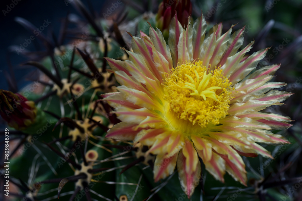 Obraz premium yellow and red flower