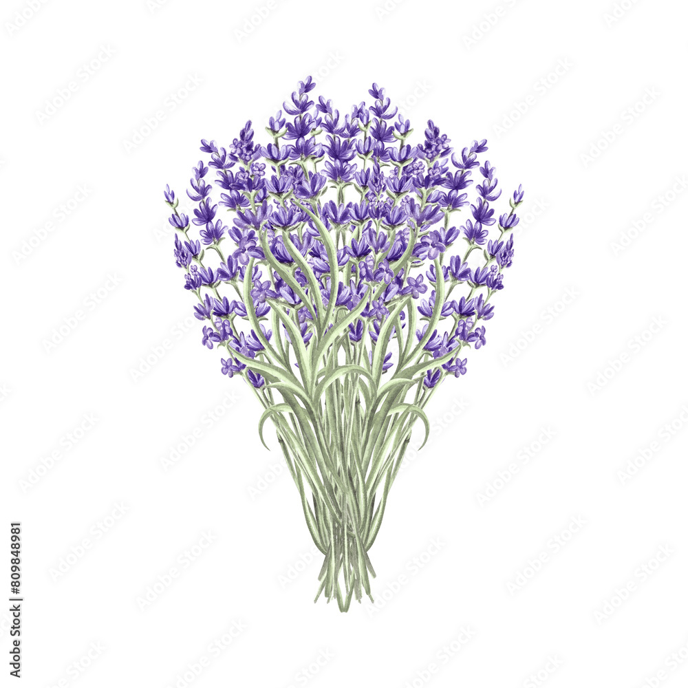 Fototapeta premium Lavender flowers bunch purple, spring watercolor illustration. Isolated hand drawn provence floral bouquet. Botanical drawing template for card, printing packaging or tableware, textile, embroidery.