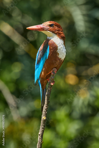 White-throated kingfisher perched on branch in natural habitat. Wildlife and nature.