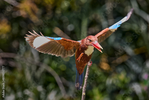 Common European Kingfisher Alcedo atthis hunting for food. Kingfisher flying away after diving for fish in the forest in