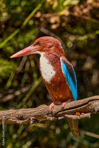 White-throated kingfisher perched on branch in natural habitat. Wildlife and nature.