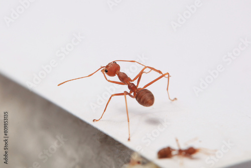 Red ant on a white background close-up. Macro photography.