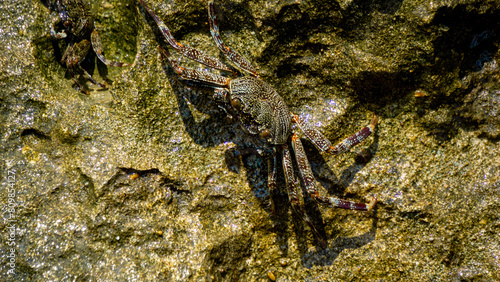 Charybdis feriata   Rajungan karang  Crucifix Crab  Crucifix Swimming-crab . This animal is a species of swimming crab in the family Portunidae