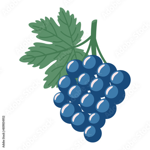 Ripe grapes isolated on a white background. Hand drawn illustration.
