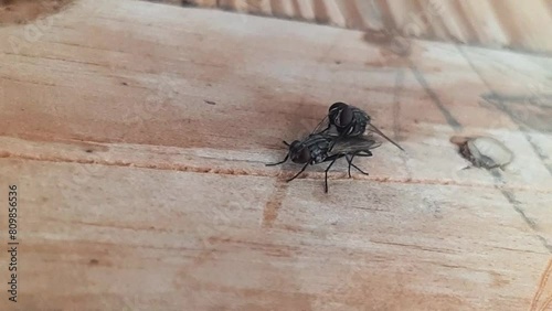 Close up Fly matings, mating fly on a wood, mating of insects. Housefly matings on the Door. Mating Flies on a wooden door for new genration. Two flies mating in the Summer. Beautiful 4K Footage. photo