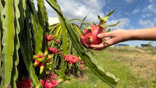 dragon fruit on pitaya tree, harvest in the agriculture farm at asian exotic tropical country, pitahaya cactus plantation in thailand or vietnam in the summer sunny day in hand of man, person