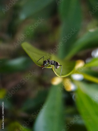 Close-up of the ant on the leaf. Wild animals, insects with nature scene.