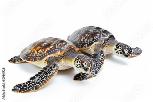 Blissful sea turtles swimming photo on white isolated background