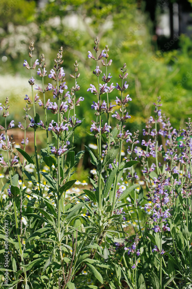 Obraz premium 紫色のコモンセージの花（セージ）