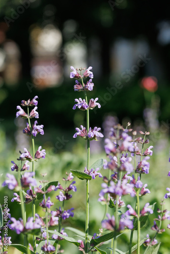 紫色のコモンセージの花（セージ）