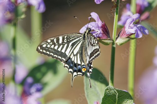 コモンセージの蜜を吸うアゲハ蝶